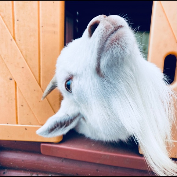 Meet your Posher, Dawn - Picture 16 of 16